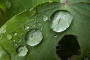 Deszcze kwasowe: przyczyny i konsekwencje