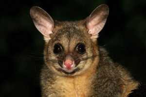 Cystheliy dressing cooks - wood lazakes animals Cystheliy dressing cooks - wood lazakes animals