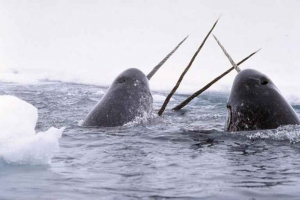 Keith narova - jednorożca głębin oceanu