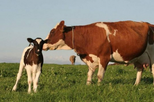 Chińska krowa nu-nude, która pojawiła się w wyniku klonowania, urodziła cielę