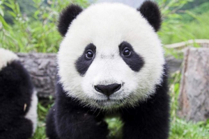 Chińscy naukowcy rozwiązali język pandy Chińscy naukowcy rozwiązali język pandy