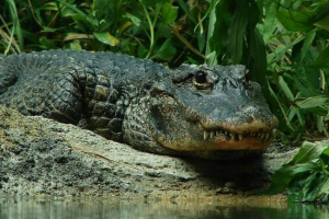 Chiński aligator - rzadki rodzaj gadów Chiński aligator - rzadki rodzaj gadów