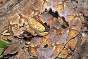Chiński ekranowanie - zdjęcie snake drus