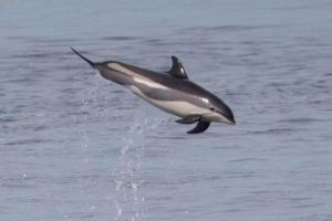 Beloboki delfin Beloboki delfin