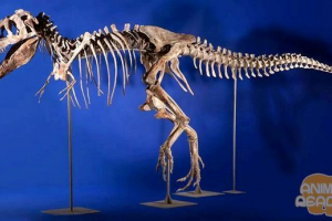 Cmentarz dinozaurów Cmentarz dinozaurów