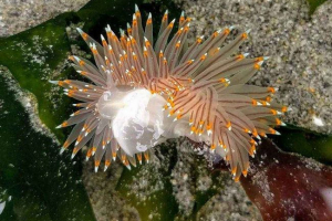 Klasa gastrupody: opis, typy, funkcje i zdjęcia buchetic mollus Klasa gastrupody: opis, typy, funkcje i zdjęcia buchetic mollus