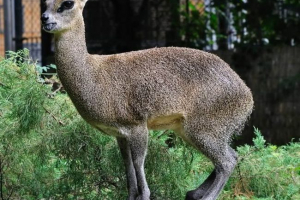 Clippspringer - kompaktowa antylopa Clippspringer - kompaktowa antylopa