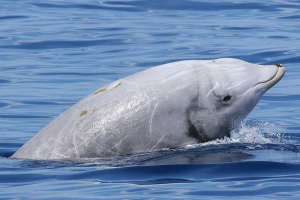 Kryvoryals - w kształcie catto z czerwonej książki Kryvoryals - w kształcie catto z czerwonej książki