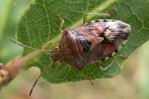 Żaluzje: różnorodność gatunków i stylu życia