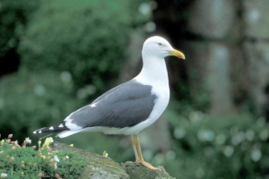 Blum - nowy rodzaj mewa Blum - nowy rodzaj mewa