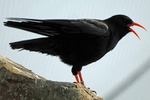 Klushita - bird of marki Klushita - bird of marki