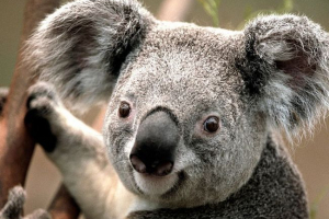 Koala lub niedźwiedź australijski