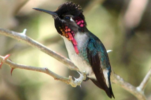 Hummingbirds - crumb wśród hummingbirds