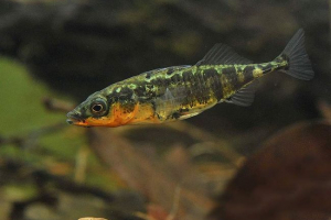 Kolyushka three-headed - malutka ryba, która zapisała bloki leningrad Kolyushka three-headed - malutka ryba, która zapisała bloki leningrad