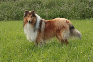 Collie długowłosy: charakterystyka szkocji rasy Collie długowłosy: charakterystyka szkocji rasy