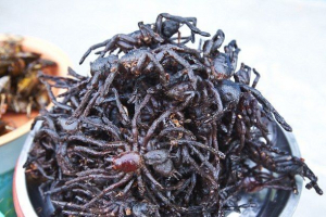 Kolonie tarantulov przechwycone kambodży