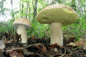 Miarka (biała brzoza grzyb) Miarka (biała brzoza grzyb)