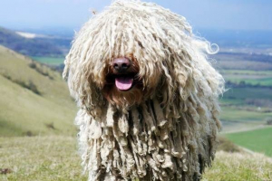 Psa dowódcy. Opis, funkcje, rodzaje, pielęgnacja i pielęgnacja