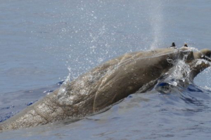 Pas commandera (pas staareger)