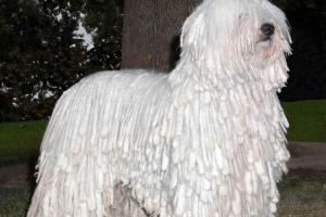 Comandor (węgierski pasterski pies): pies - pasterz Comandor (węgierski pasterski pies): pies - pasterz