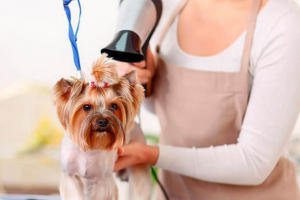 Kompleksowa opieka samochodowa - pielęgnacja