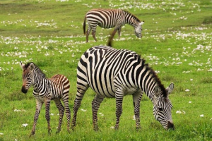 Koncepcja typu - różne systemy oglądania dla terminu widok w biologii