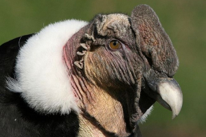 Condors - jakiego rodzaju ptaki?