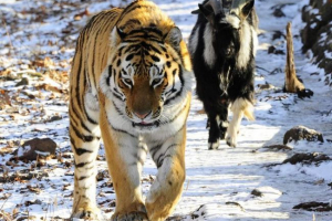 Koniec przyjaźni timura i amur