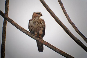 Congolese snakyad Congolese snakyad