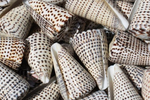 Stożki - trujące mięczaki? Stożki do zdjęć