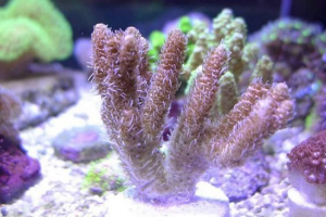 Coral acroproop milleporp: niezwykłe zwierzę