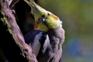 Korlalla - niesamowicie inteligentna papuga