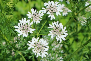 Siewka kolendry Siewka kolendry