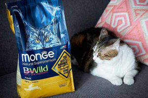 Monge cat food - plusy i cons Monge cat food - plusy i cons