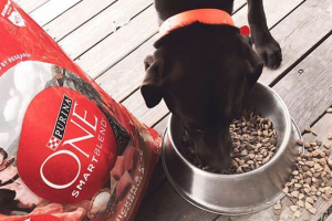 Purina jeden pasza dla psów małych, średnich i dużych ras Purina jeden pasza dla psów małych, średnich i dużych ras