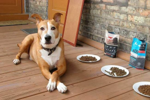 Żywność trzyma dla psów - najlepsze 10 najlepszych