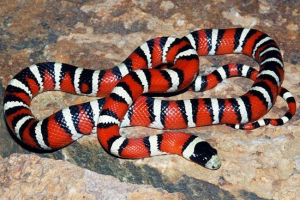 Royal mountain snake