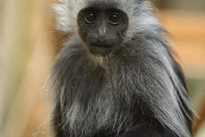 Royal colobus - primat z białymi bakenbards Royal colobus - primat z białymi bakenbards