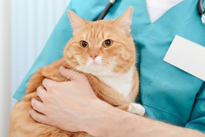 Coronavirus gastroenteritis w kotach - przyczyny Coronavirus gastroenteritis w kotach - przyczyny