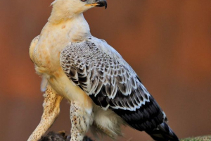 Koronowany orzeł - największy orła w afryce Koronowany orzeł - największy orła w afryce