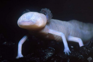 Krótkojna ambiję lub texas salamander Krótkojna ambiję lub texas salamander