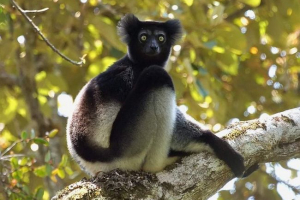 Shorty indri i ryzyko ich zniszczenia Shorty indri i ryzyko ich zniszczenia