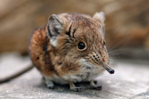 Shorthechy jumper - tiny ssak Shorthechy jumper - tiny ssak