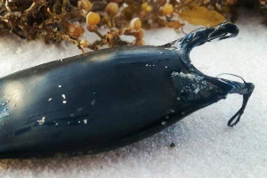 Portfel do syrenków lub niezwykłych stworzeń morskich