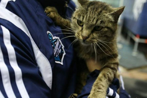 Kot z lunchu vladivostok w 60 tysięcy na lokalnym lotnisku Kot z lunchu vladivostok w 60 tysięcy na lokalnym lotnisku