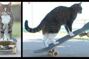 Kot o imieniu didja jedzie na deskorolce Kot o imieniu didja jedzie na deskorolce