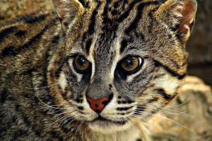 Cat-fisherman - wszystko, co o niej wiemy Cat-fisherman - wszystko, co o niej wiemy