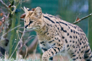 Cat serval. Homemade serval - opis