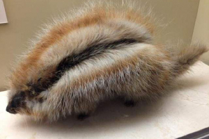 Kosmonowany chomik - gryzoń, podobny do dykudum Kosmonowany chomik - gryzoń, podobny do dykudum