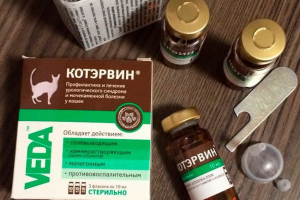 Coterwin dla kotów - jakie choroby smakołyki? Coterwin dla kotów - jakie choroby smakołyki?